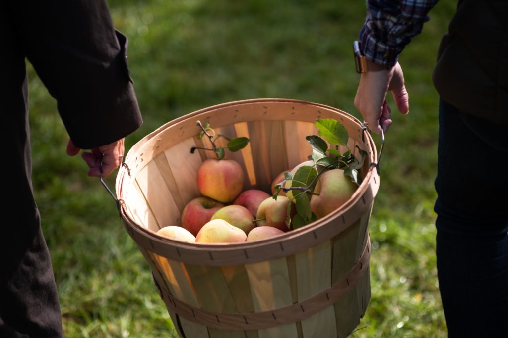 Rich results on Google search when searching for "apple picking"