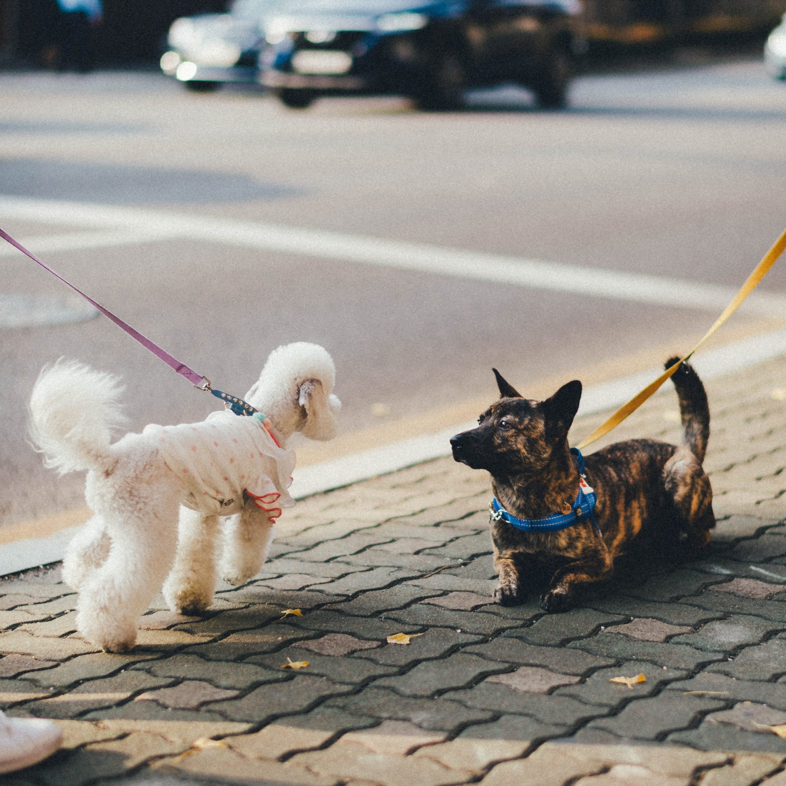 dog, leash, walk, poodle, park, street, fundraising idea